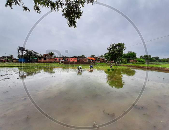Wide angel view of - Laborers planting paddy seedlings in flooded field