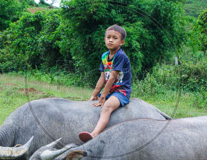 The boy rode on the back of a buffalo in the rice field. It was the happiness of the children in the countryside.