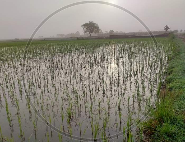 Rice plants at morning time