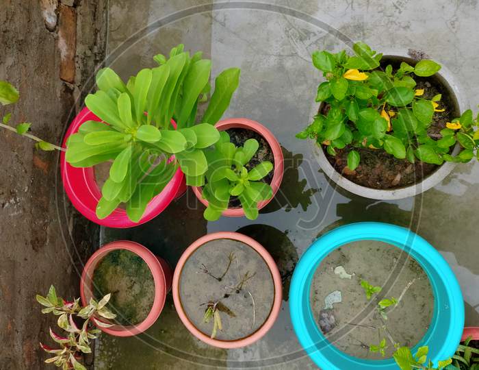 Potted plants together