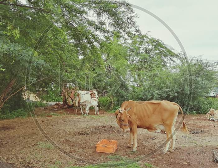 Cattle farm and cow and cow calf