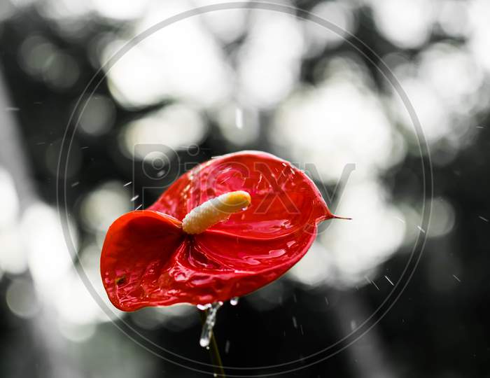 An Isolated Red Flower In The Rain With Bokeh Background