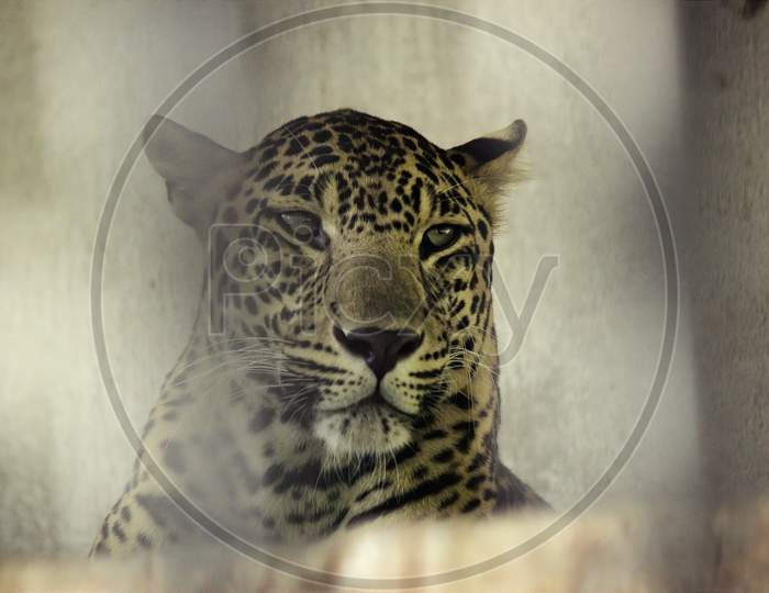 A Closeup Head Shot Of A Leopard Captured In India