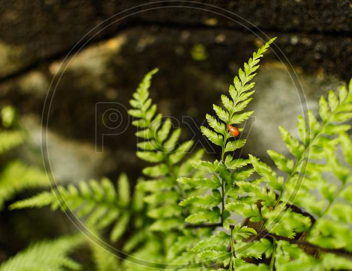 A Lady Bug Sitting On A Long Green Plant Leaf