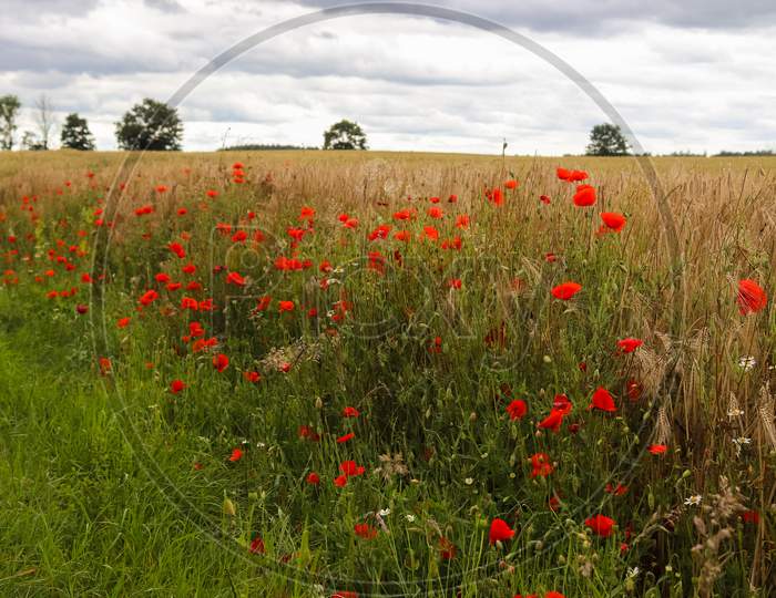 Beautiful Red Poppy Flowers Papaver Rhoeas In A Golden Wheat Field Moving In The Wind