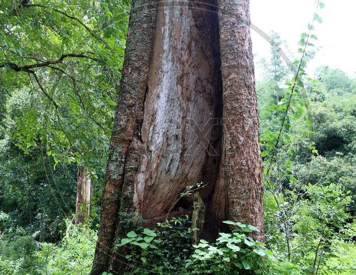 Old  Tree Trunk With Decayed And Termite Attacked Part