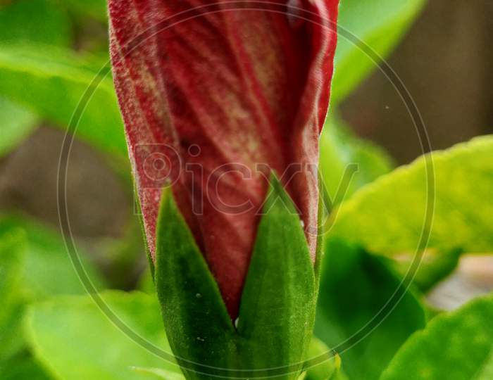 China rose bud in red colour. House plants.