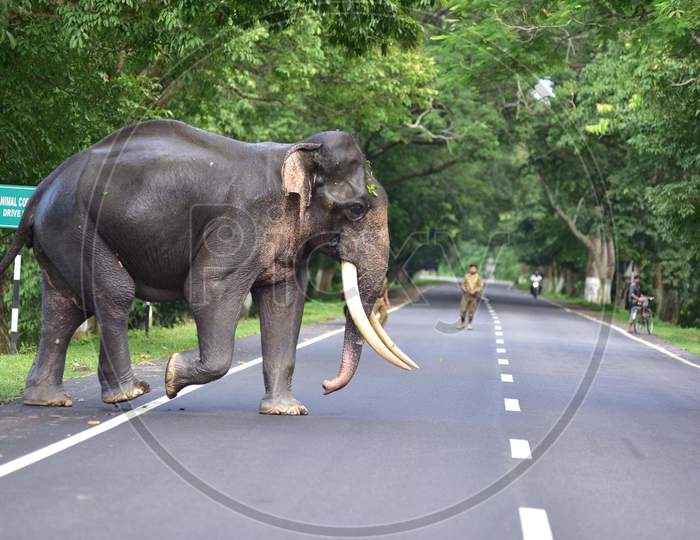 A wild elephant crossed the road to find a safer place as the Kaziranga National Park got flooded in Nagaon, Assam on July 13, 2020