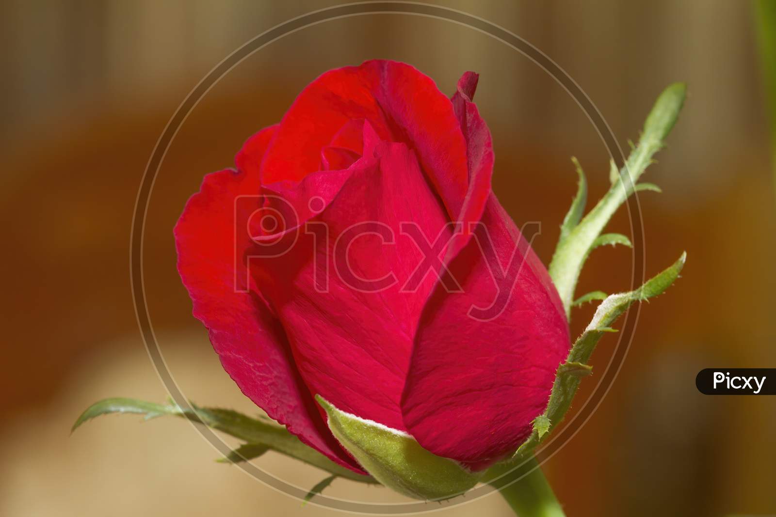 closeup of rose bud.