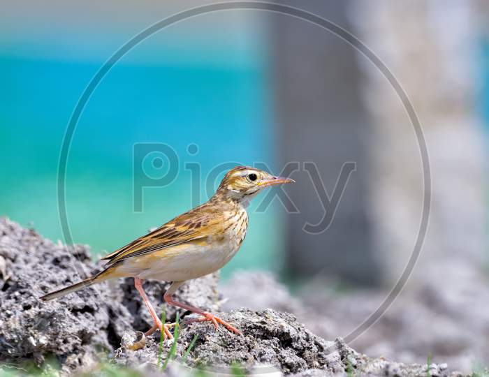 Paddyfield Pipit Standing On Mud