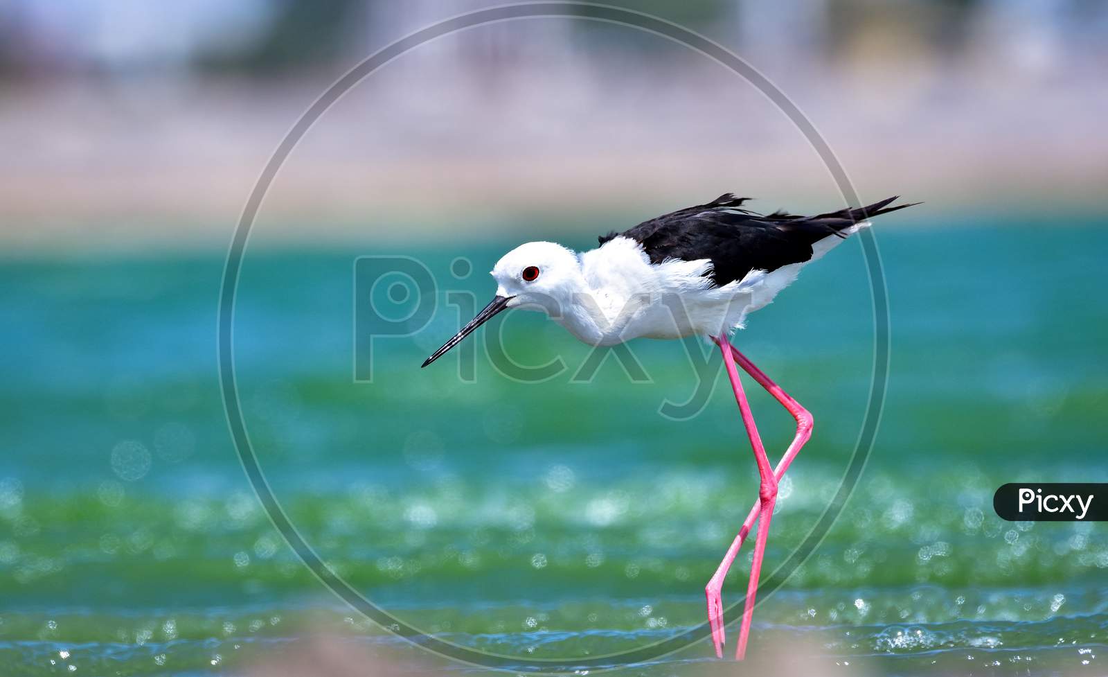 Black-Winged Stilt In Search Of Food On Lake Bed