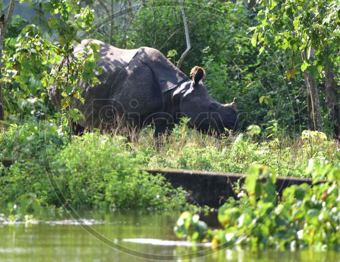 A rhino takes shelter at a higher ground as the Kaziranga National Park got flooded in Nagaon, Assam on July 13, 2020
