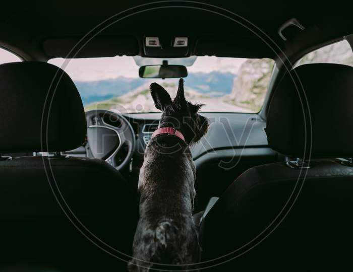 Dog Travel By Car