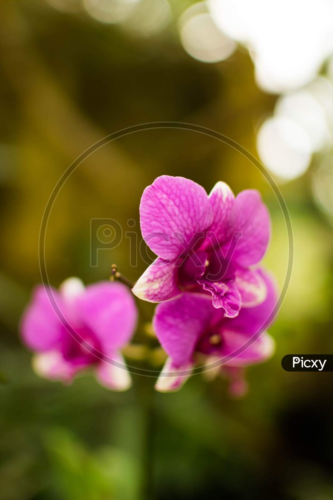 Rose Pink Colored Orchid Flower With Nice Blurred Background