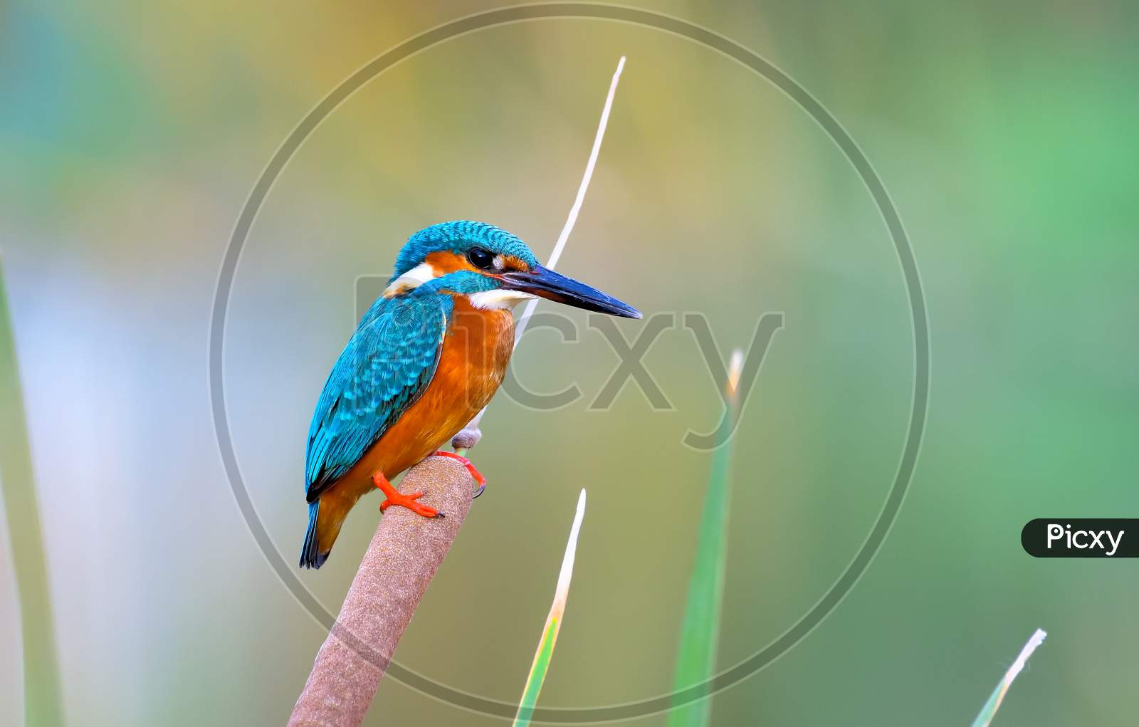 Common Kingfisher Perched On A Reed