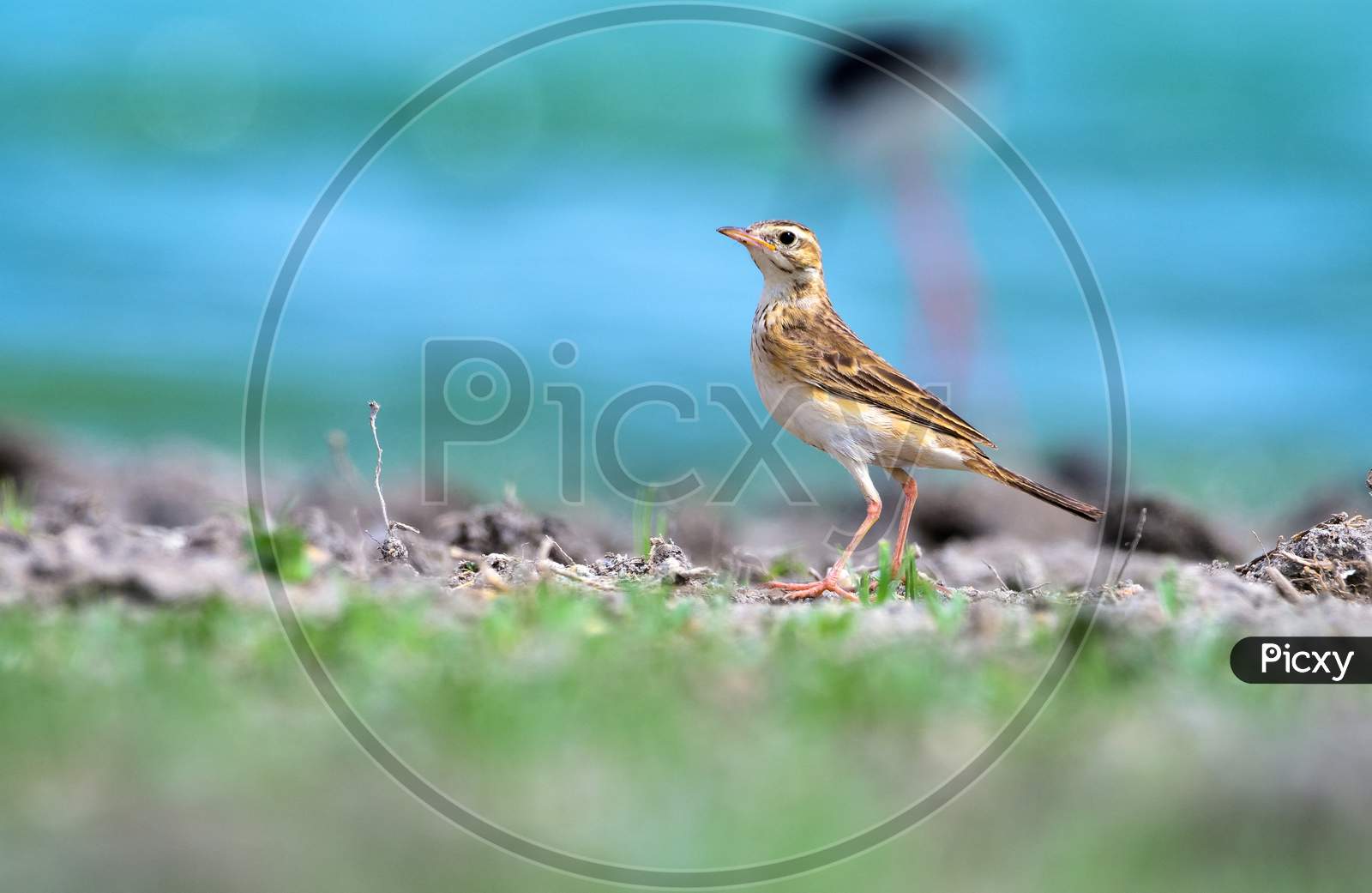 Paddyfield Pipit Forging On Ground