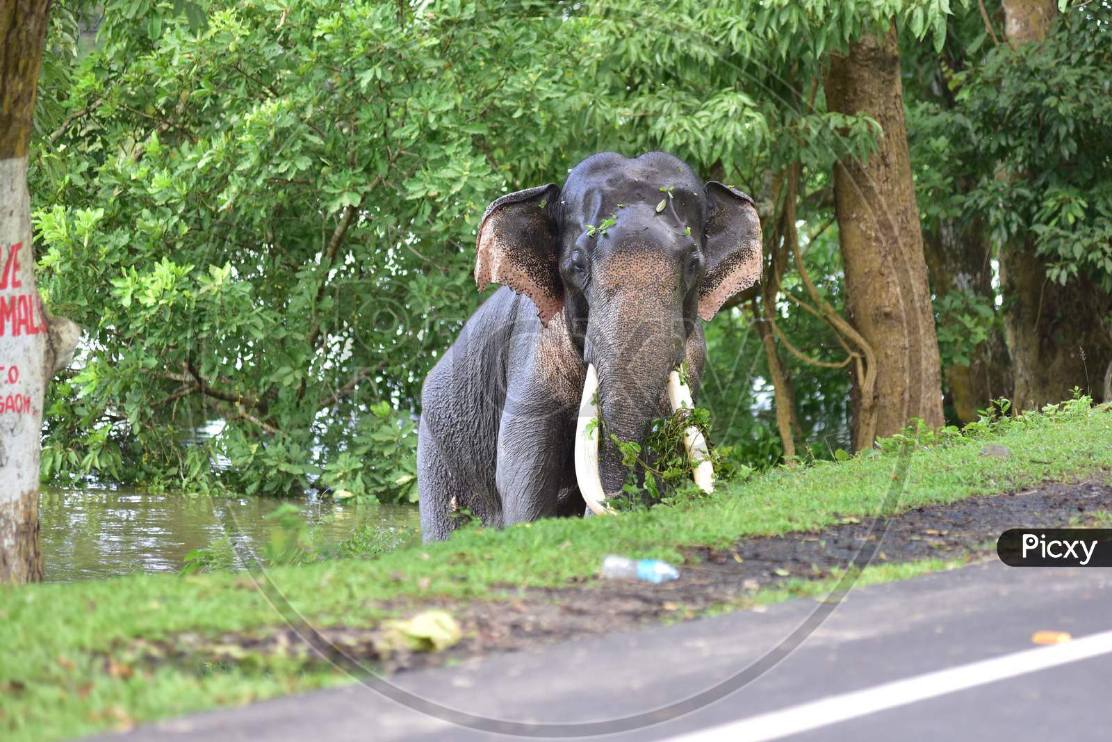 A wild elephant crosses a road to escape the floods in Kaziranga National Park in Nagaon, Assam on July 13, 2020