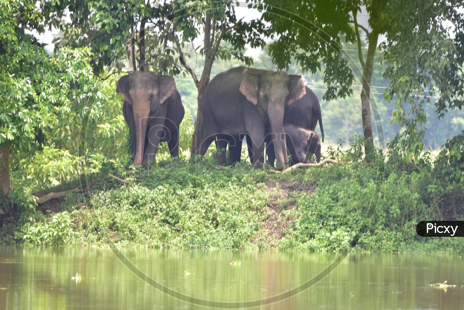 A herd of elephants take shelter on higher ground as the Kaziranga National Park got flooded in Nagaon, Assam on July 13, 2020
