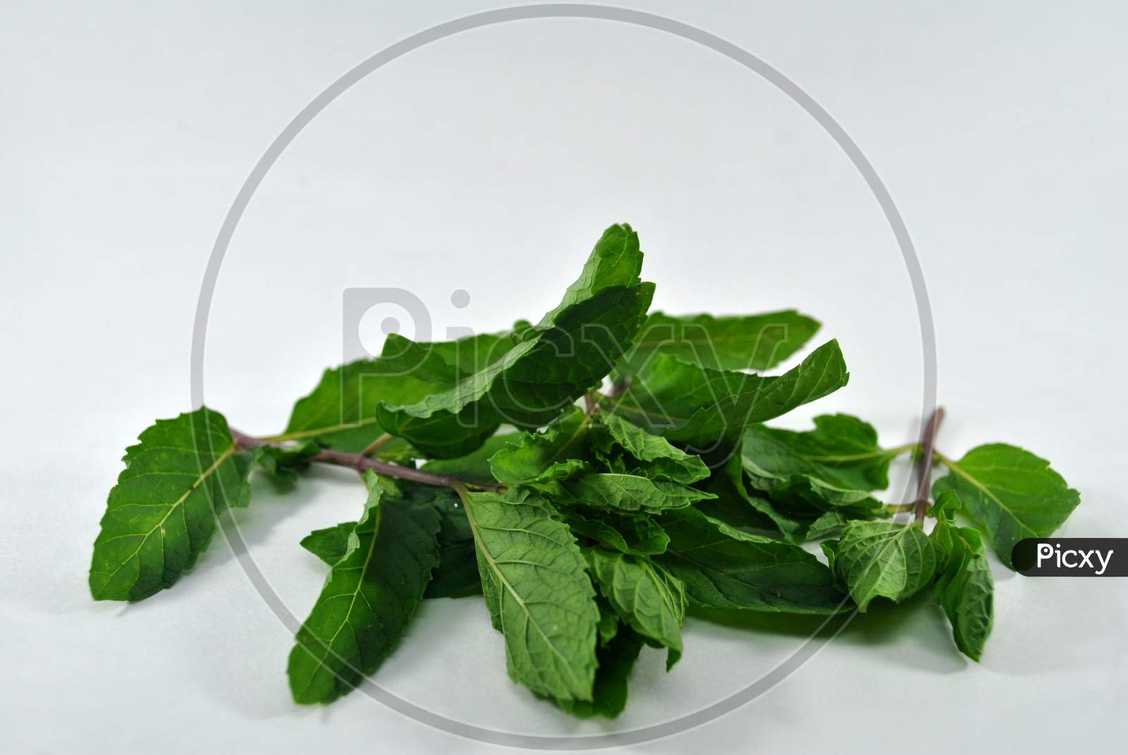 green Mint leaves