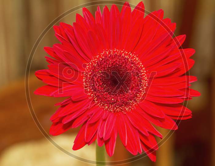 macro shot of red gerbera flower.