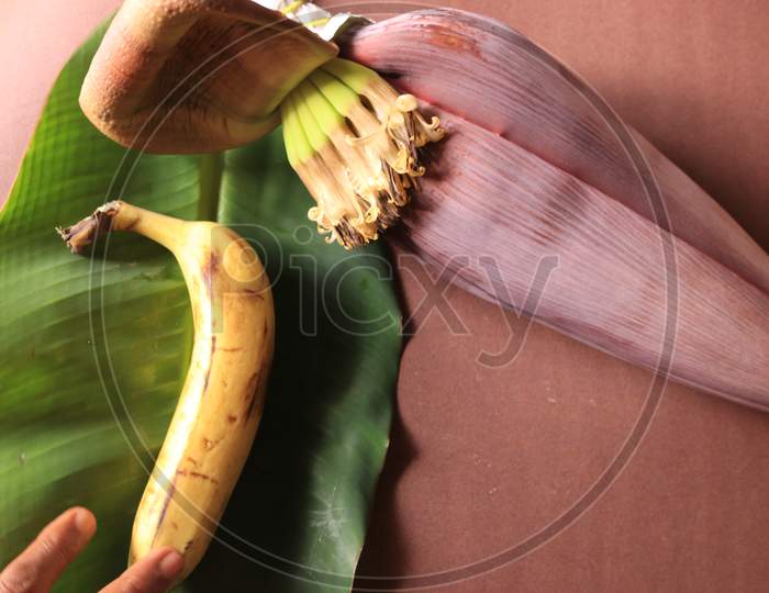 A Banana with Banana Flower and Banana Leaf Isolated with Brown Background