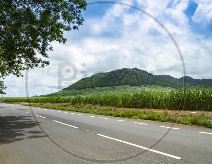 Sugarcane field against blue sky