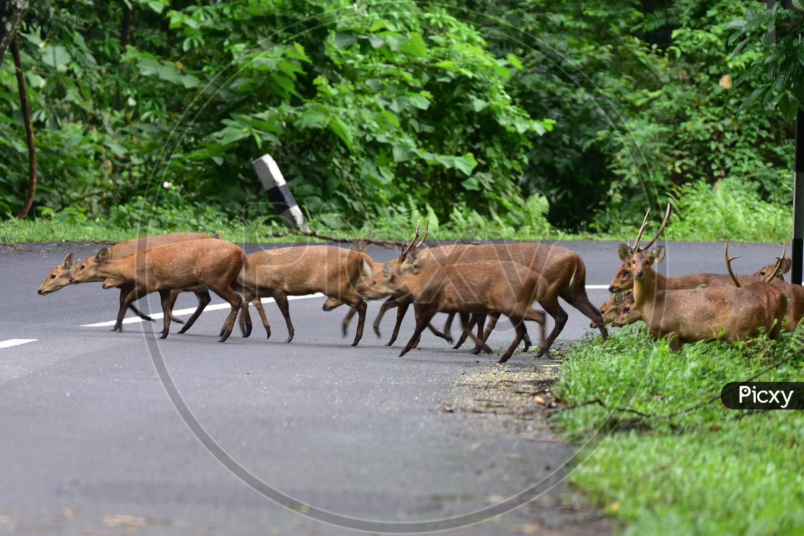 Wild deers cross the highway in search of a safer place as the Kaziranga National Park got flooded in Nagaon, Assam on July 12, 2020
