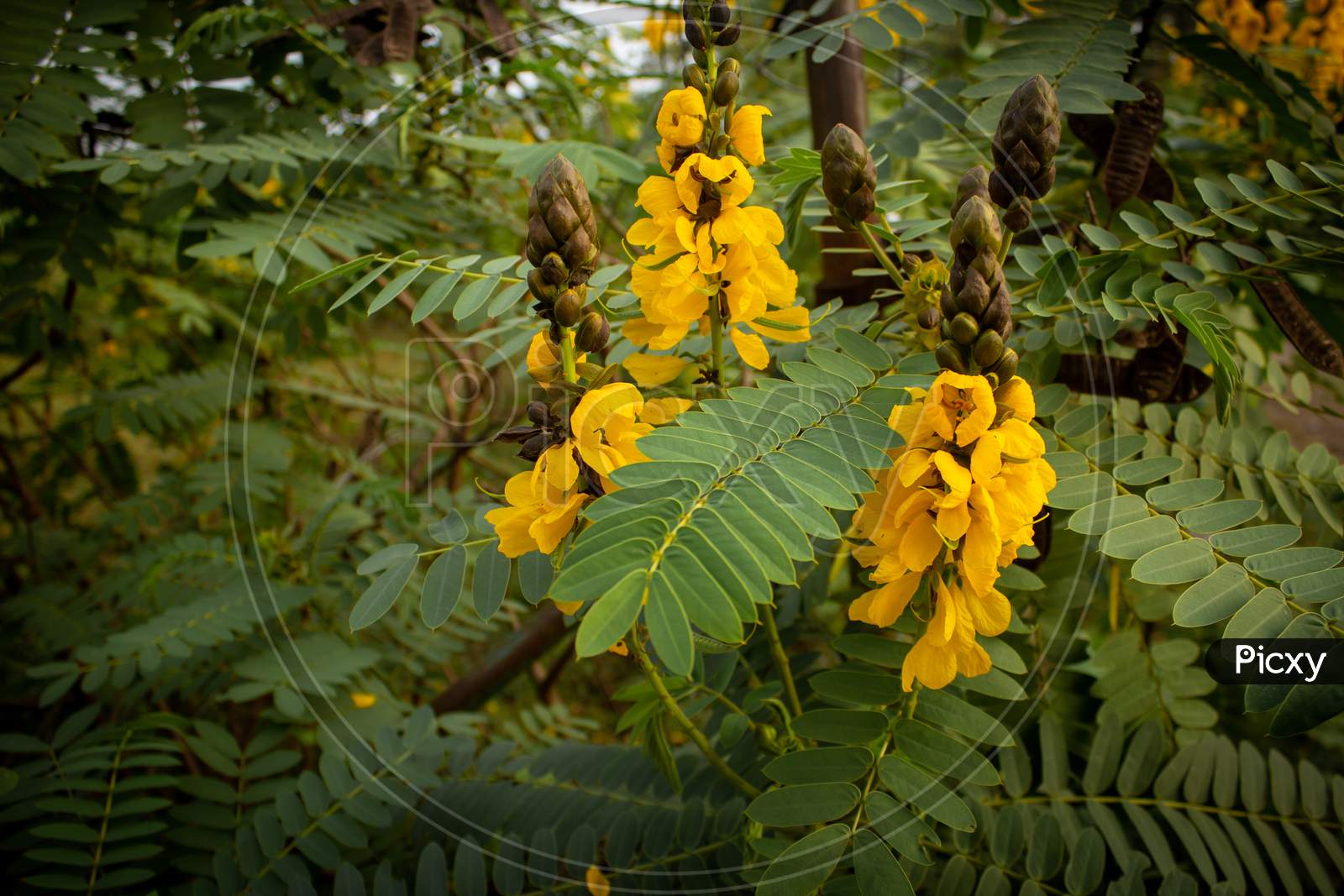 Beautiful Yellow Flowers Commonly Called As Popcorn Cassia (Senna Didymobotrya) Seen In Masinagudi, Mudumalai National Park, Tamil Nadu - Karnataka State Border, India.