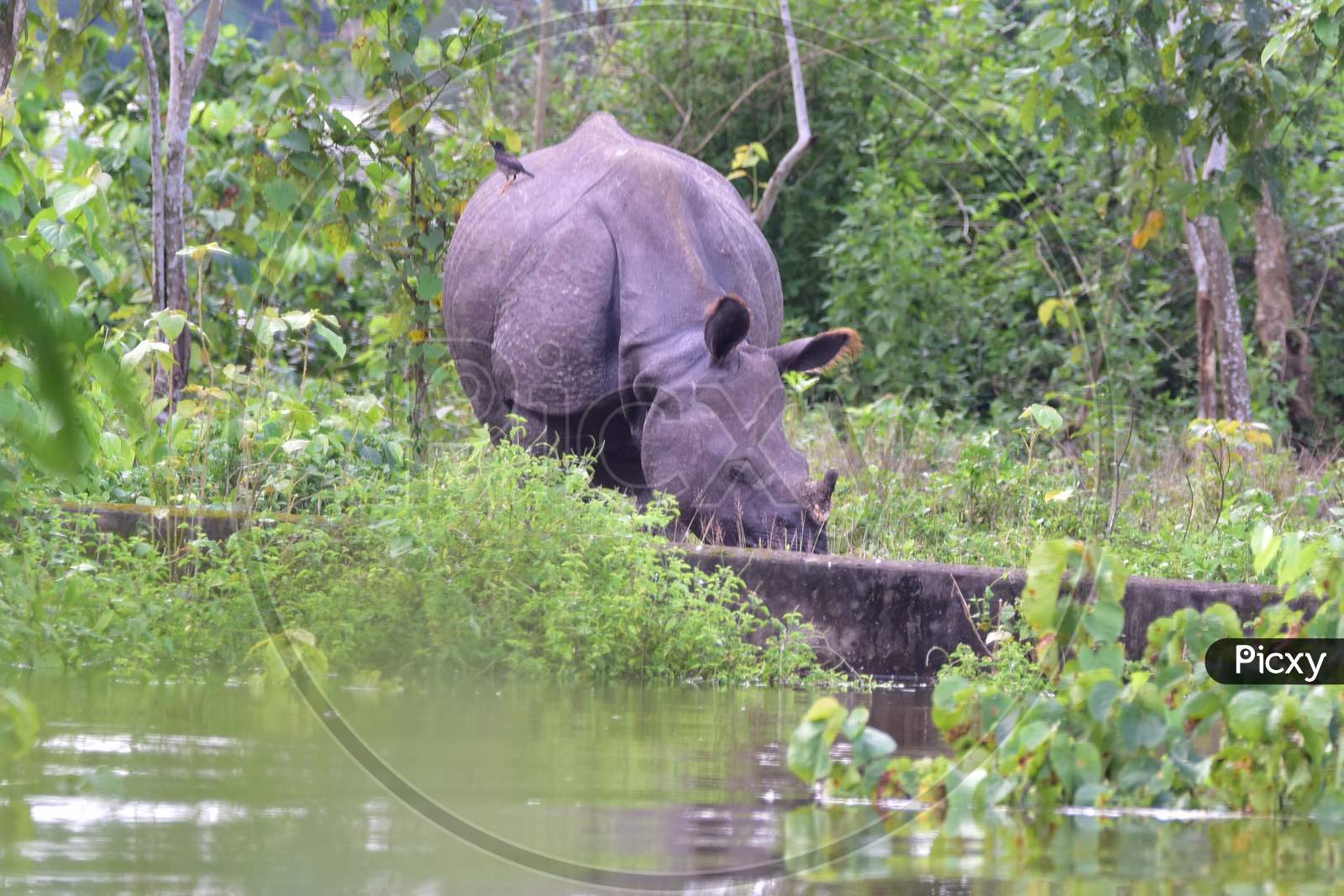A rhino takes shelter at a higher ground as the Kaziranga National Park got flooded in Nagaon, Assam on July 13, 2020