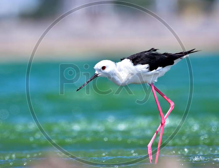 Black-Winged Stilt In Search Of Food On Lake Bed