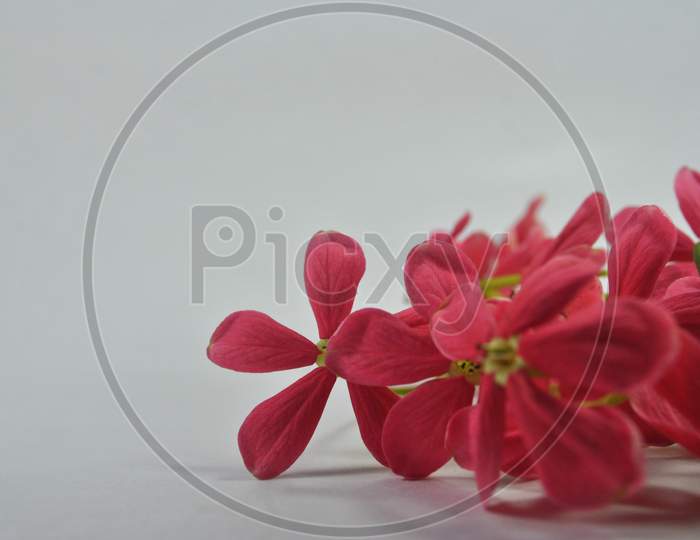 Red Rangoon creeper flower