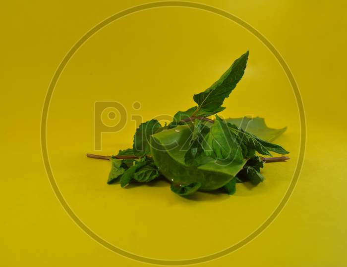 Mint leaves with aloe Vera