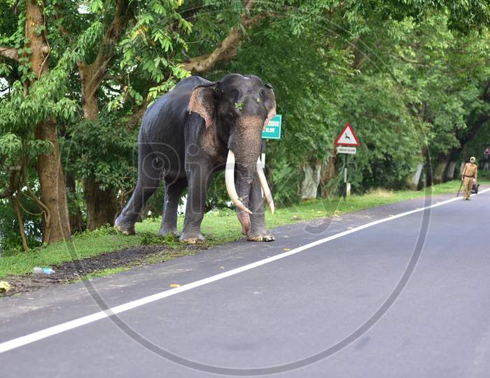 A wild elephant crosses the road to escape the floods in Kaziranga National Park in Nagaon, Assam on July 13, 2020