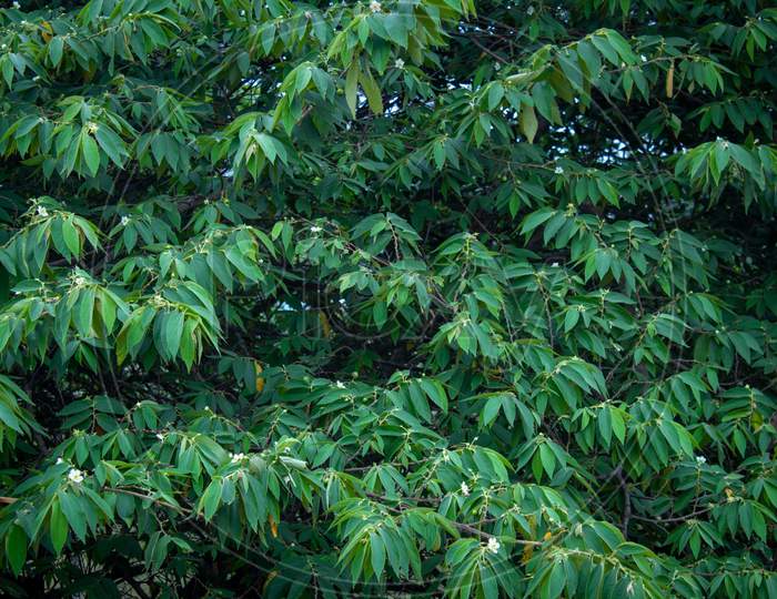 Green Leaves In A Tree Along Masinagudi, Mudumalai National Park, Tamil Nadu - Karnataka State Border, India.