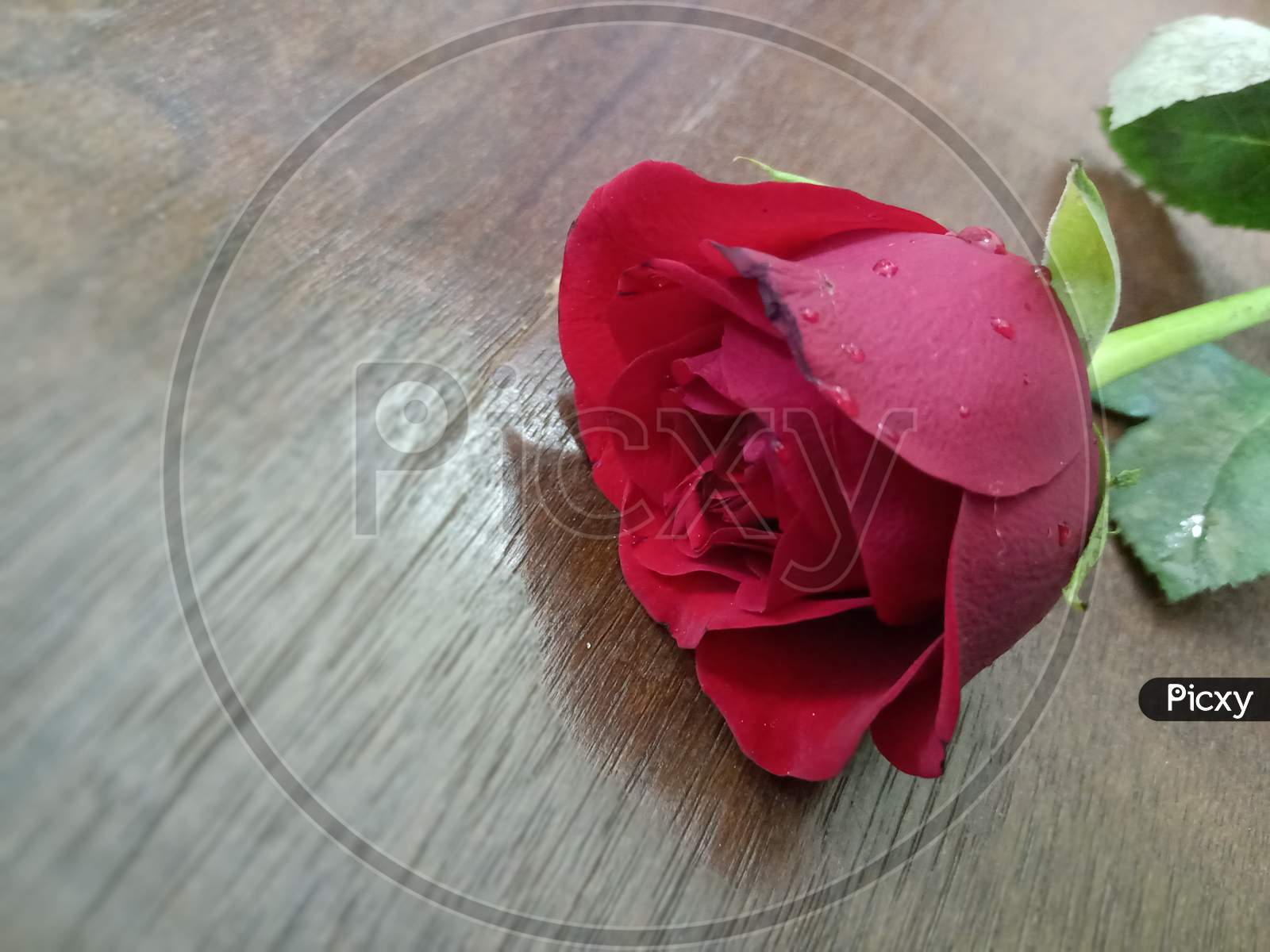 Red Rose on the wooden table