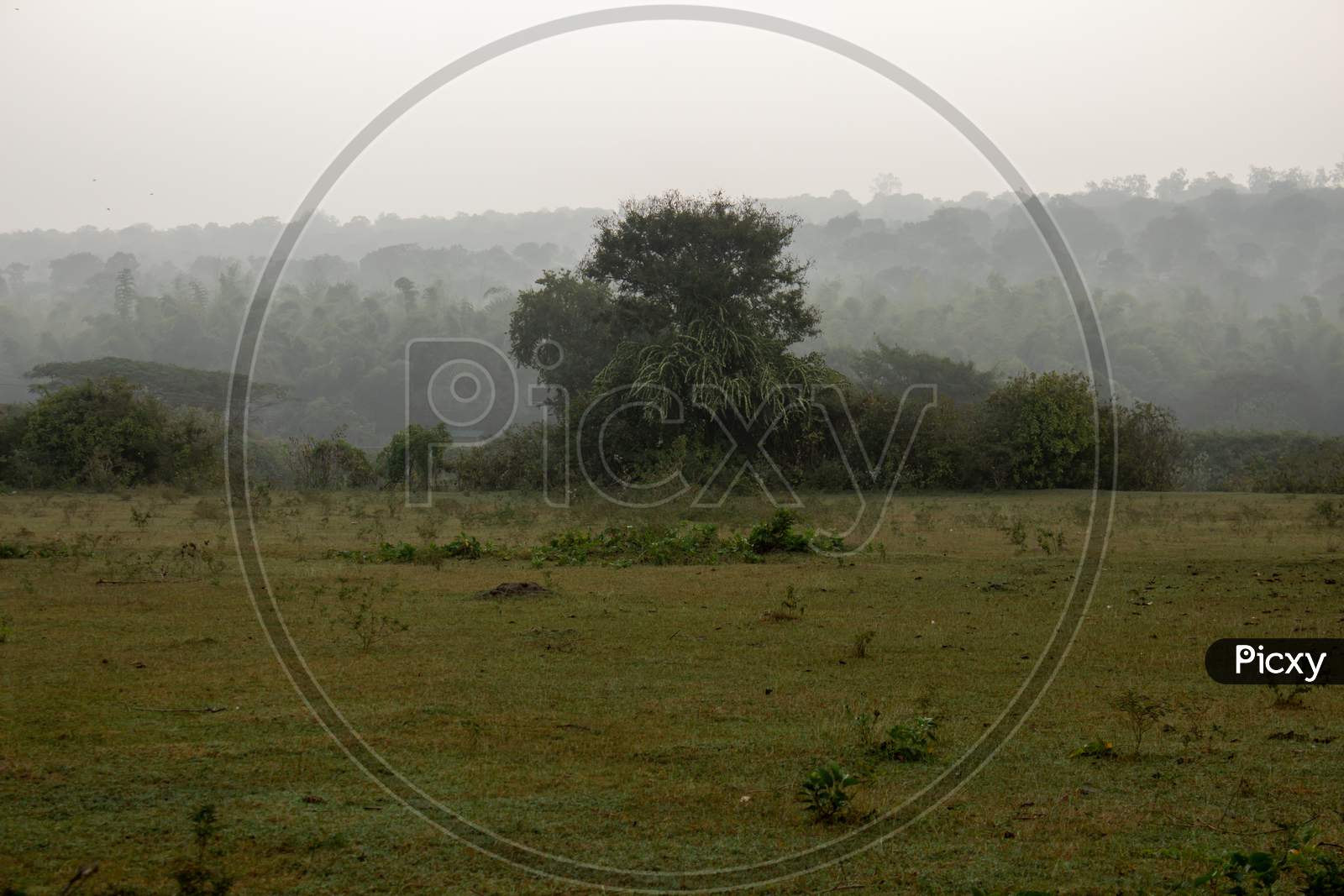 Beautiful Landscape View Of A Foggy Morning In Masinagudi, Mudumalai National Park, Tamil Nadu - Karnataka State Border, India.