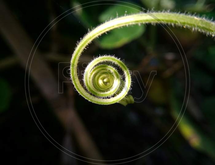 A tendril of a Cucurbit plant