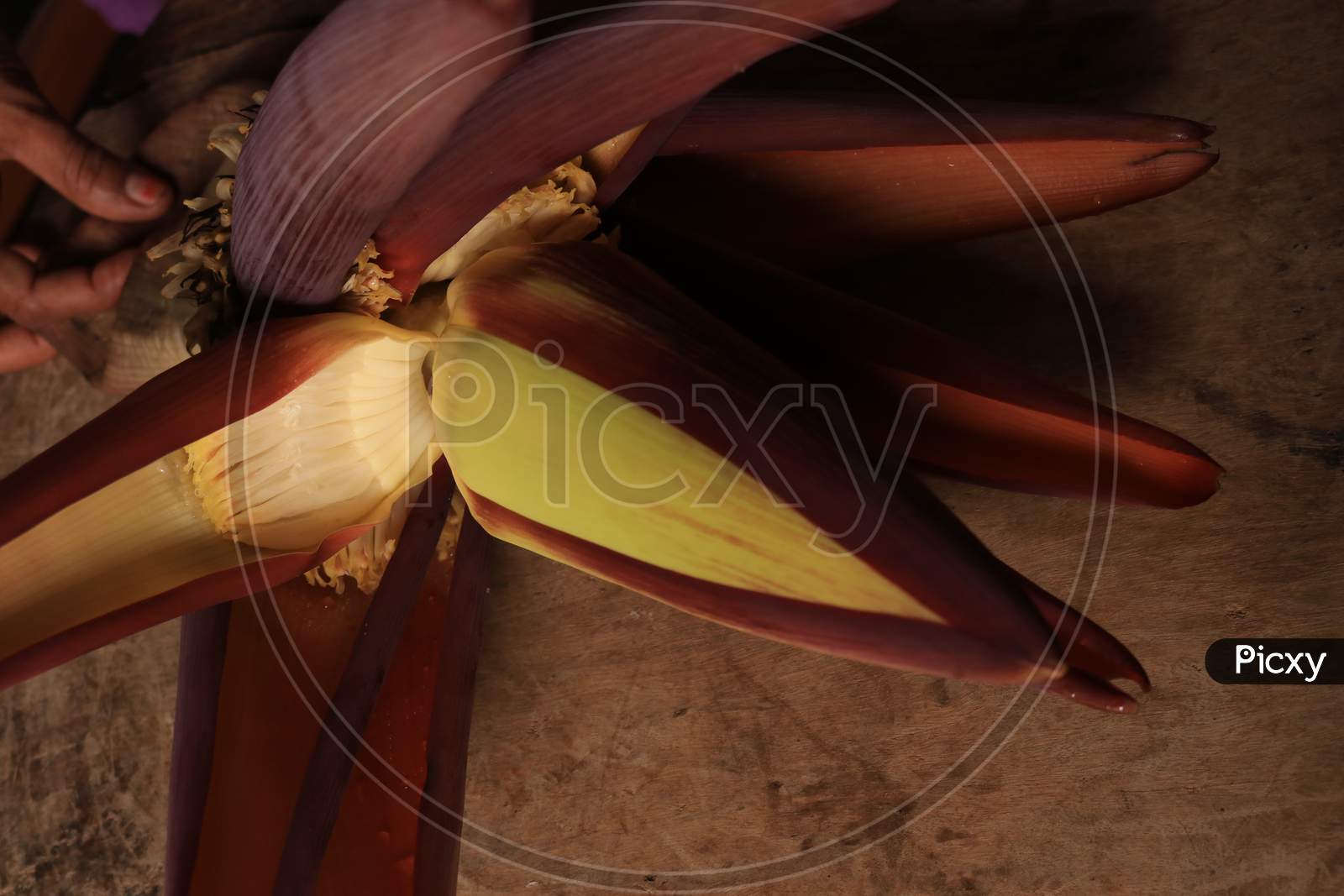 Banana Flower Isolated with Wooden Background