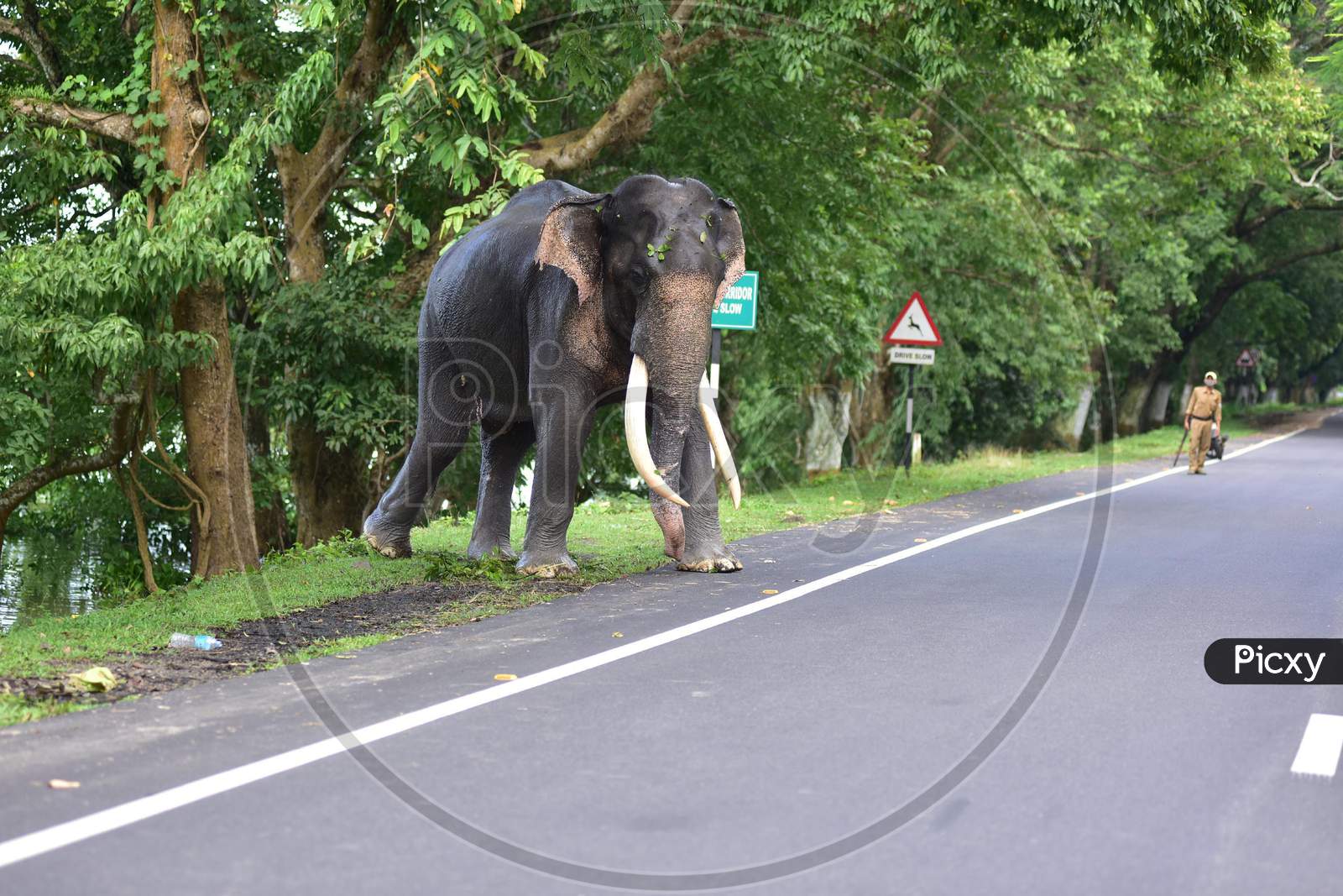 A wild elephant crosses the road to escape the floods in Kaziranga National Park in Nagaon, Assam on July 13, 2020