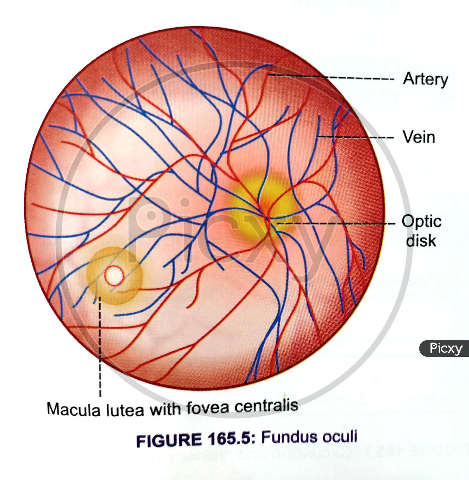 eye model labeled fovea centralis