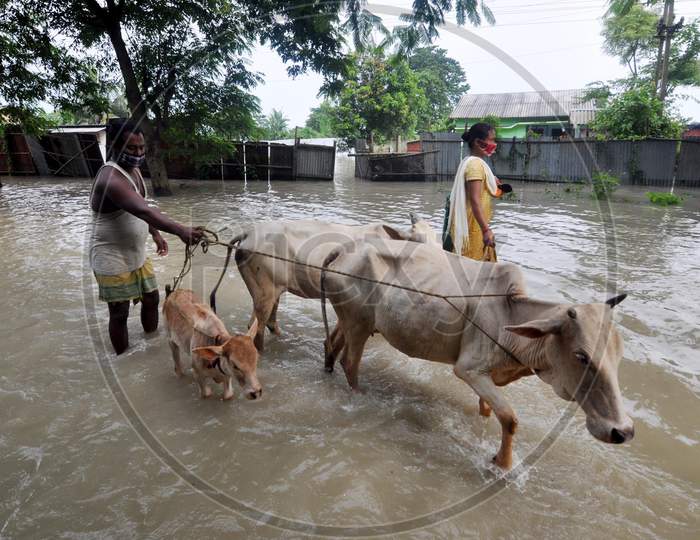 Villagers move their cattle to a safer place from the flood-affected regions in Hatisela district in Kamrup, Assam on July 14, 2020