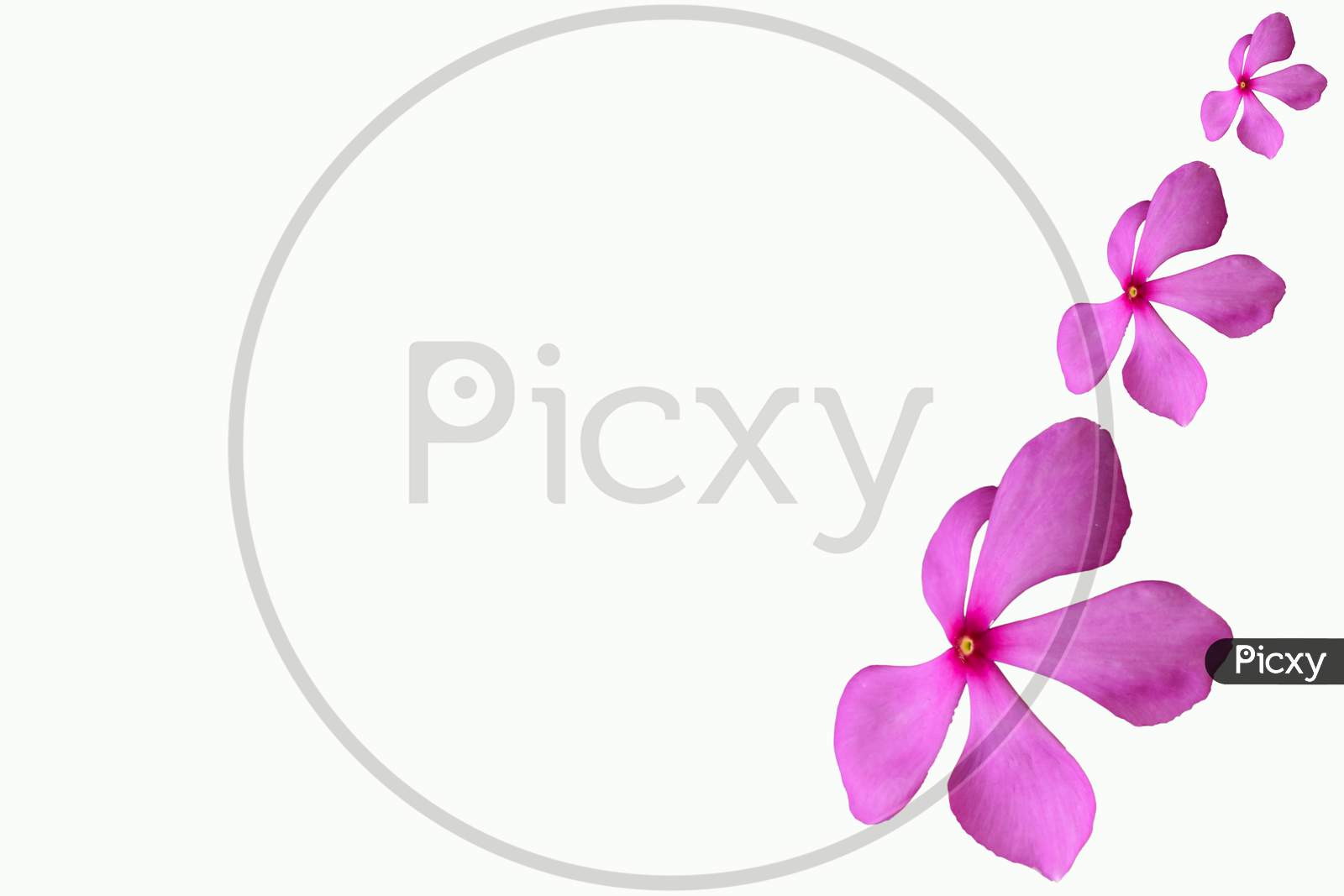 Pink Color Flower Isolated With White Background