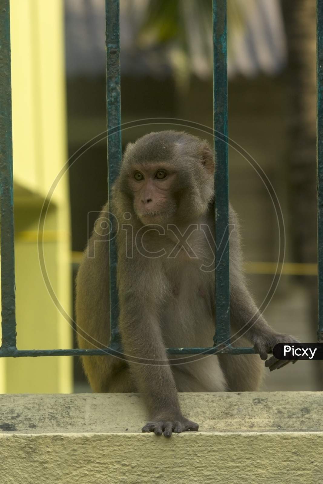 A Monkey Looking Through The Cage Bars At Sundarban Tiger Reserve