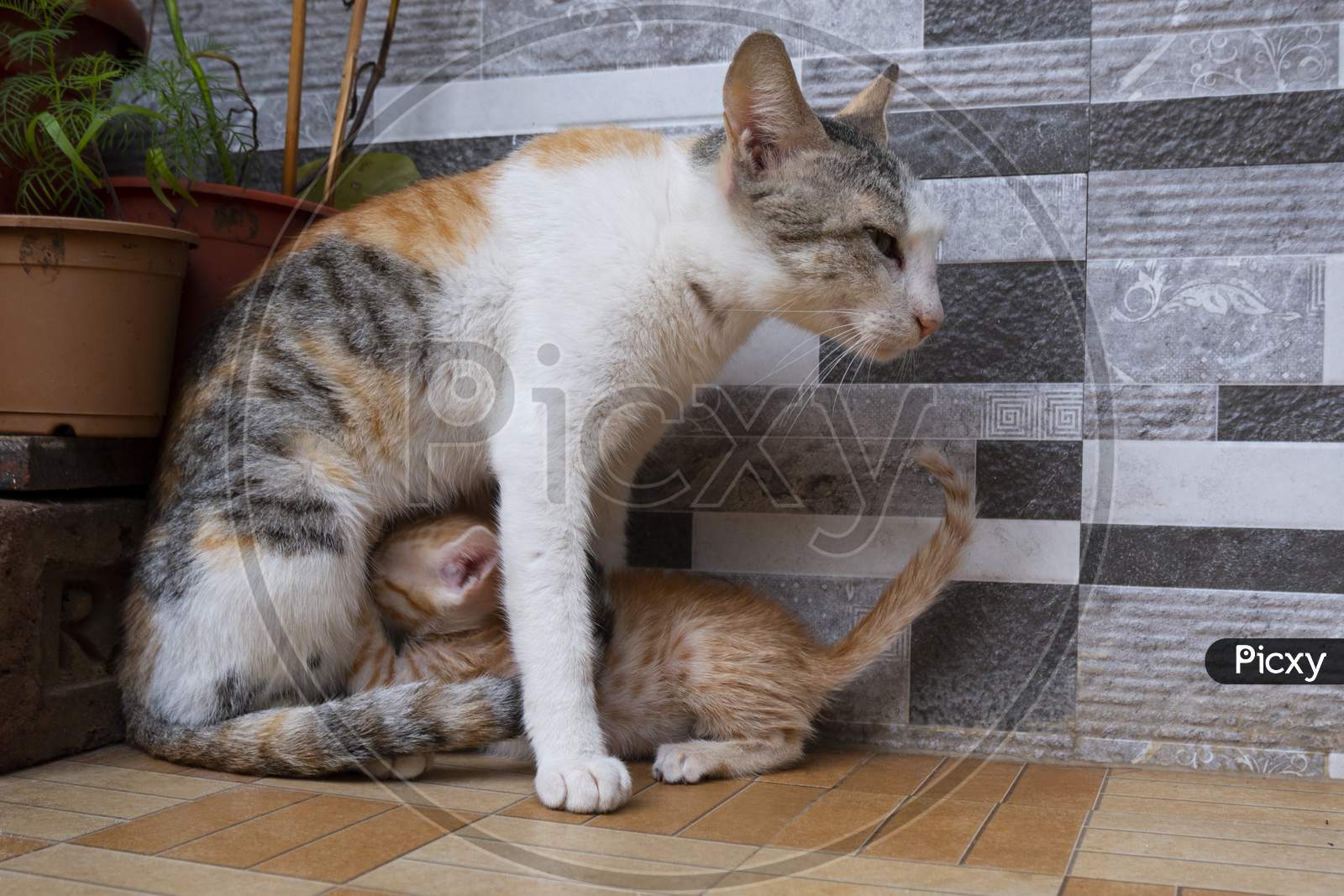 Mother Cat Breast Feeding Kitten In House