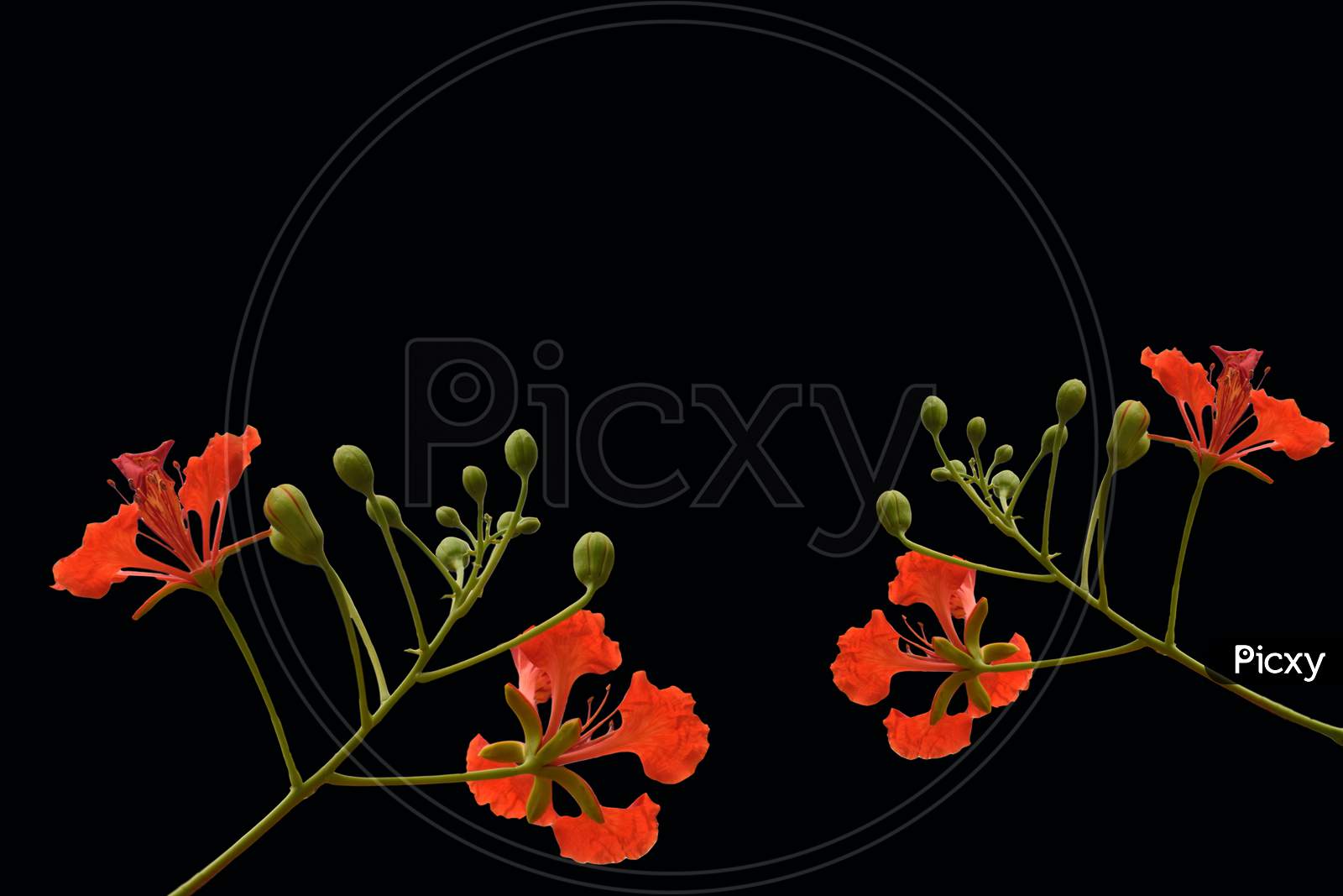 Beautiful Red Color Flower On Background Flowers With Blur