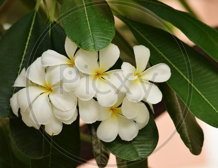 Pulmeria Flower With Plant Beautiful Look