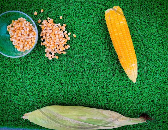 Home Made Boiled Corn Cob And Scattered Unpopped Popcorn Grains Are Isolated On Green Background. Daylight
