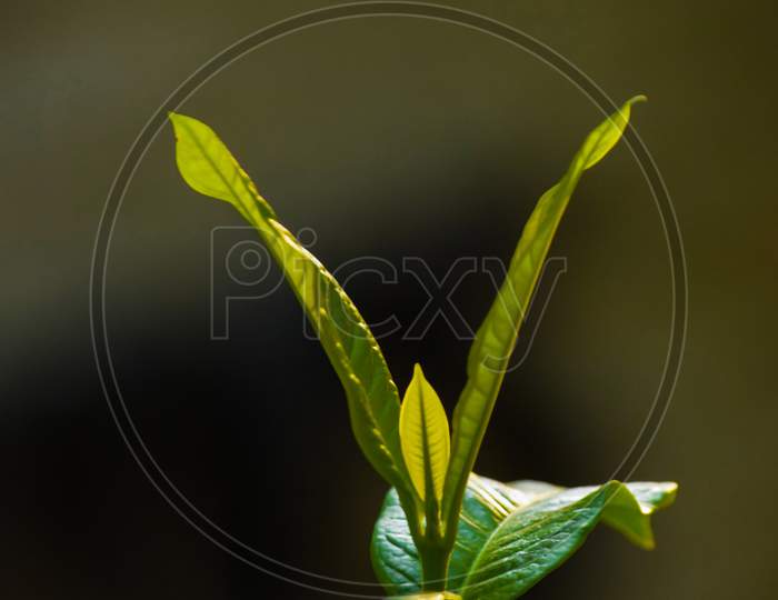 Green Plant Leaves At Outdoor, Blurred Background, Closeup View, Texture