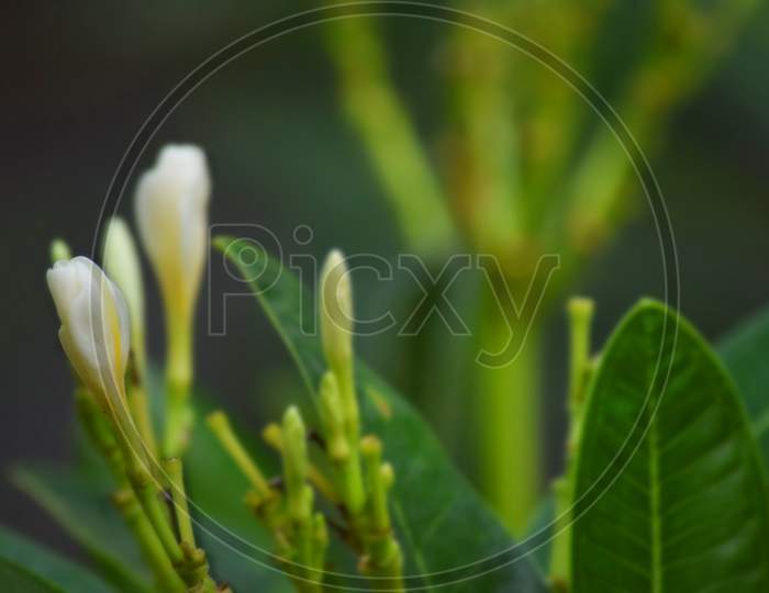 Fresh White Flower Bud In The Garden, Beautiful Fresh Flower