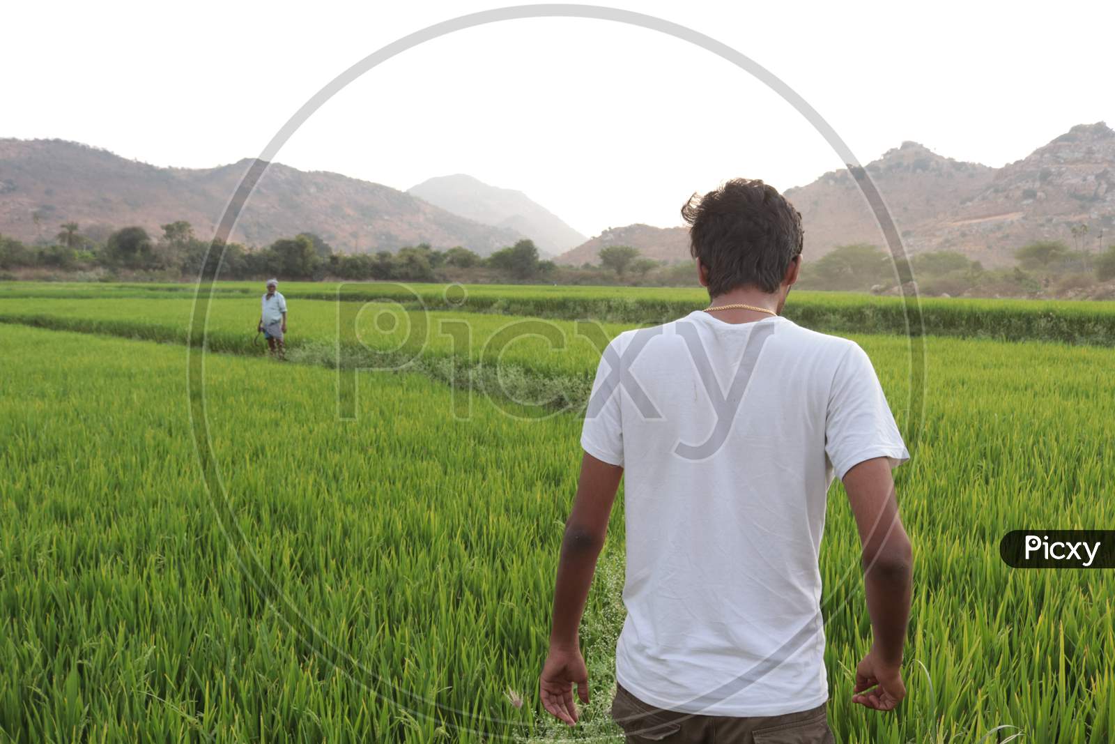A Young Indian Man and Farmer walking in Agriculture Fields